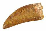Serrated, Carcharodontosaurus Tooth - Real Dinosaur Tooth #351721-1